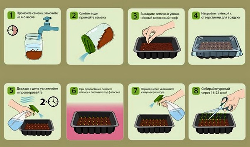 Правила посадки микрозелени